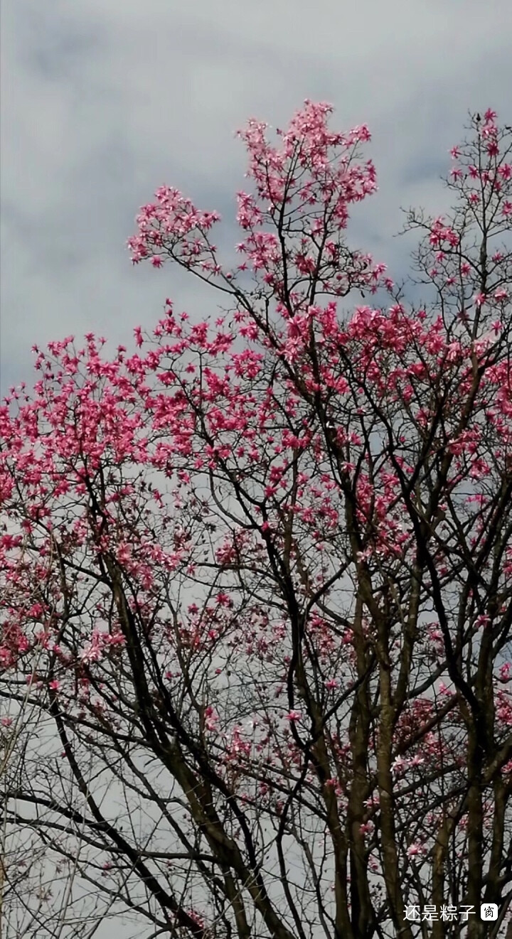 木末芙蓉花，山中发红萼。
涧户寂无人，纷纷开且落。