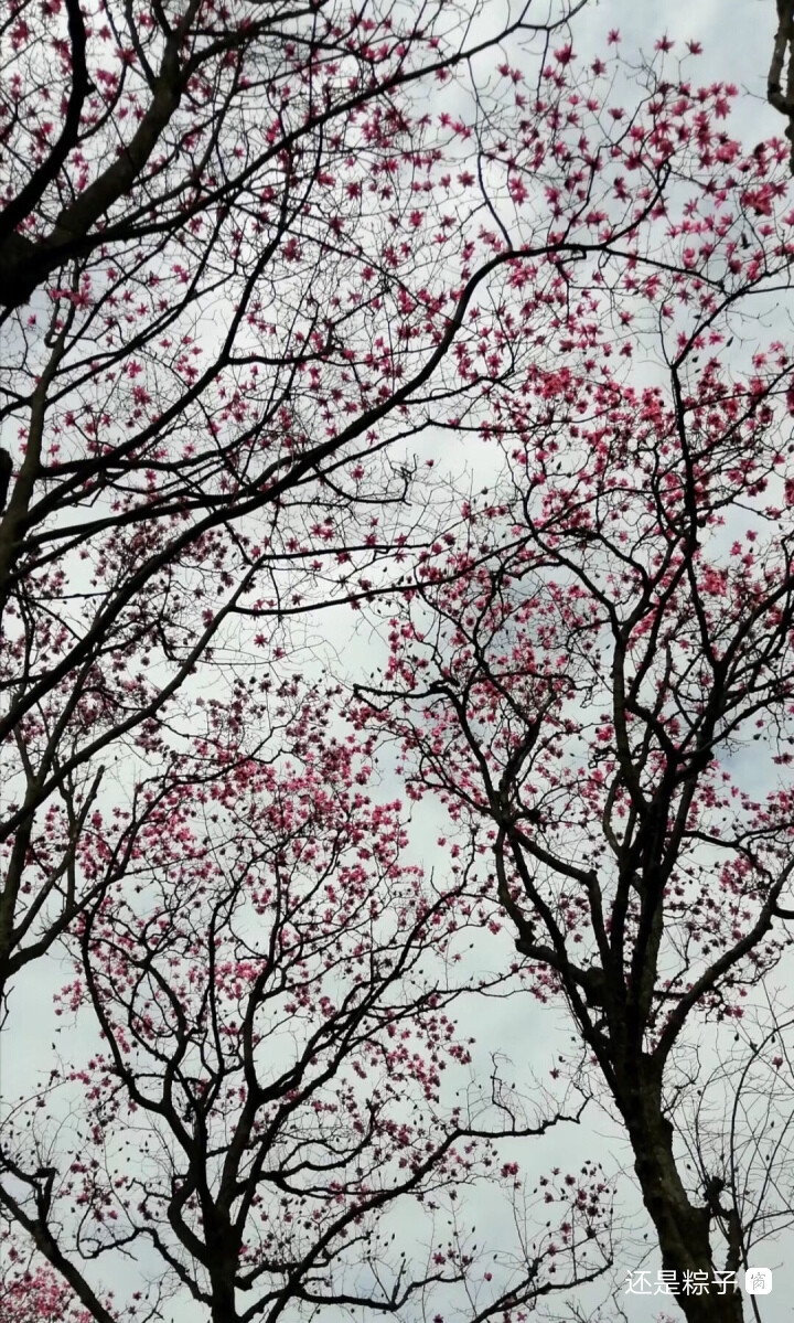 木末芙蓉花，山中发红萼。
涧户寂无人，纷纷开且落。