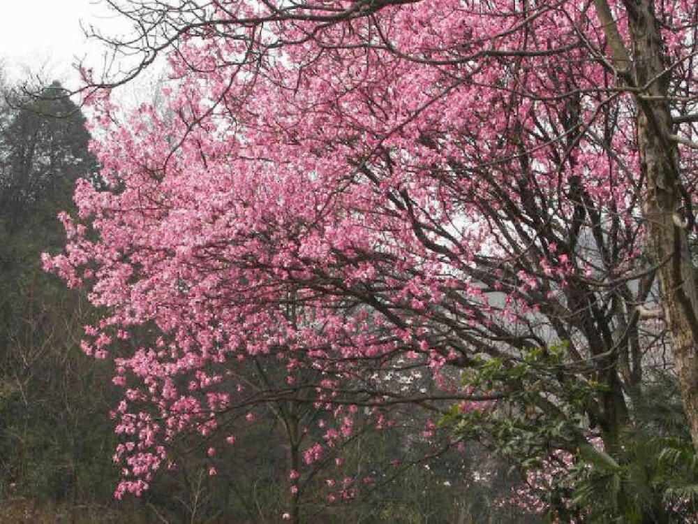 木末芙蓉花，山中发红萼。
涧户寂无人，纷纷开且落。