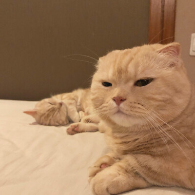 江湖不好混了 躲我被窝里吧.