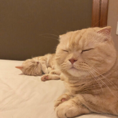 江湖不好混了 躲我被窝里吧.