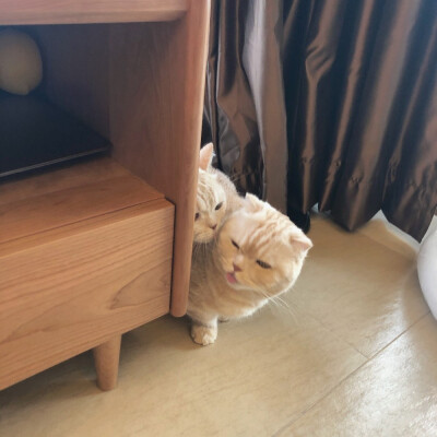 江湖不好混了 躲我被窝里吧.