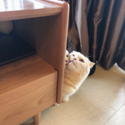 江湖不好混了 躲我被窝里吧.