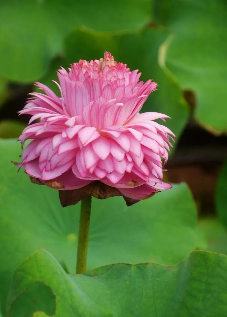 上海辰山植物园的至尊千瓣莲