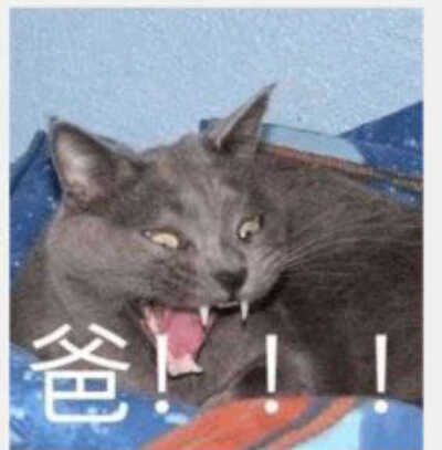 哈哈哈哈，表情包，