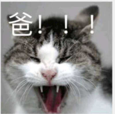 哈哈哈哈，表情包，