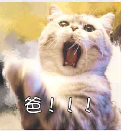 哈哈哈哈，表情包，