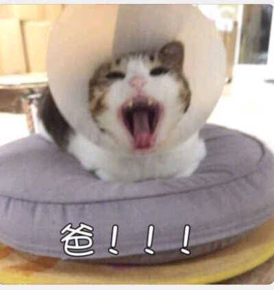 哈哈哈哈，表情包，