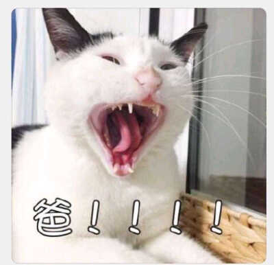 哈哈哈哈，表情包，