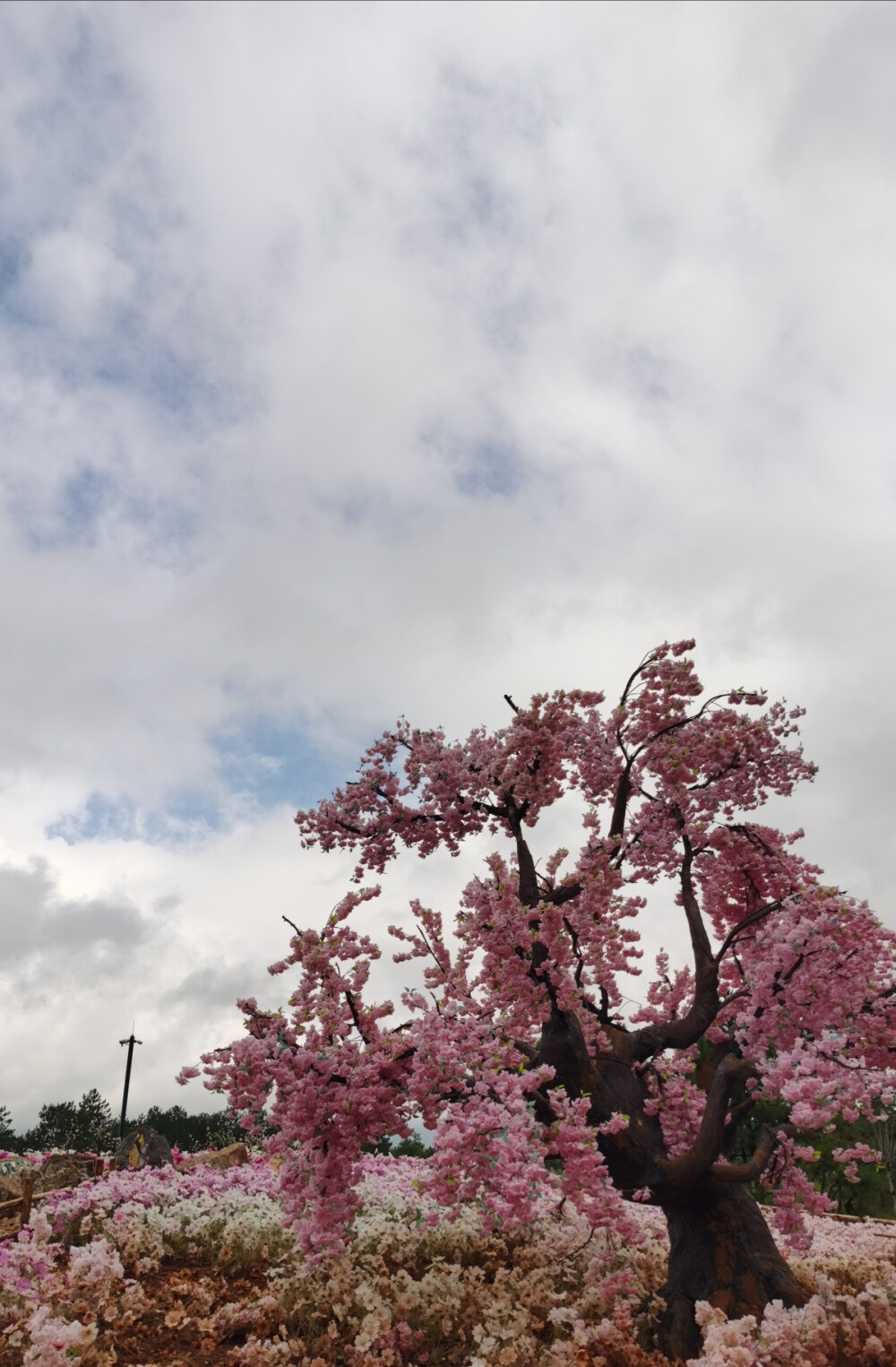 壁纸 QQ名片背景 花海