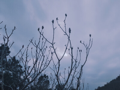 高淳慢城油菜花南京