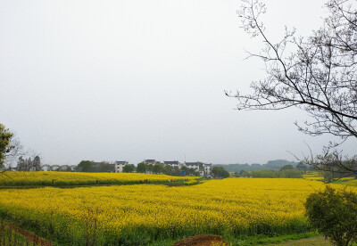 高淳慢城油菜花南京