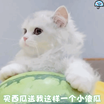 tb雨伞