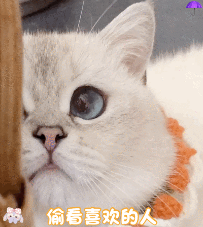 tb雨伞