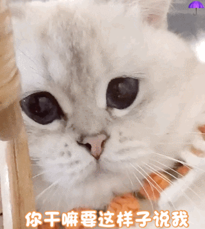 tb雨伞
