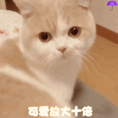 tb雨伞