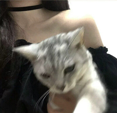 猫系女头