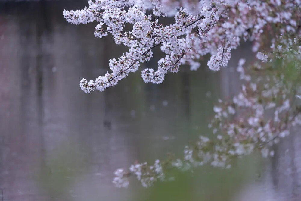 桃花三月