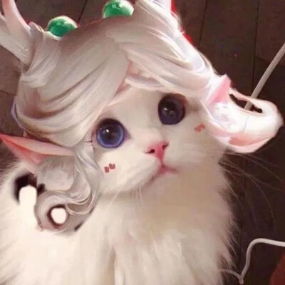 补一下王者的团头