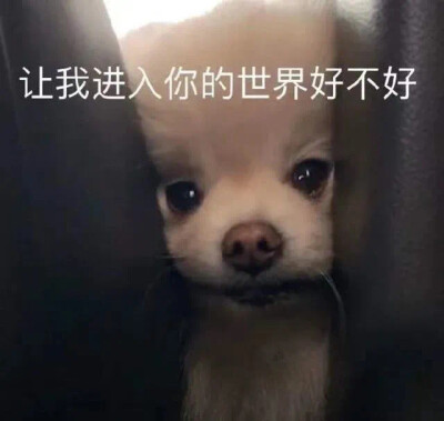 最后一波
终于传完了我的新表情包们