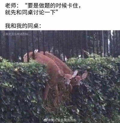 真实啊，我和同桌双脸懵逼