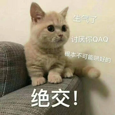 表情包 猫