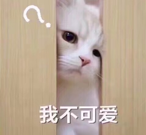 表情包 猫