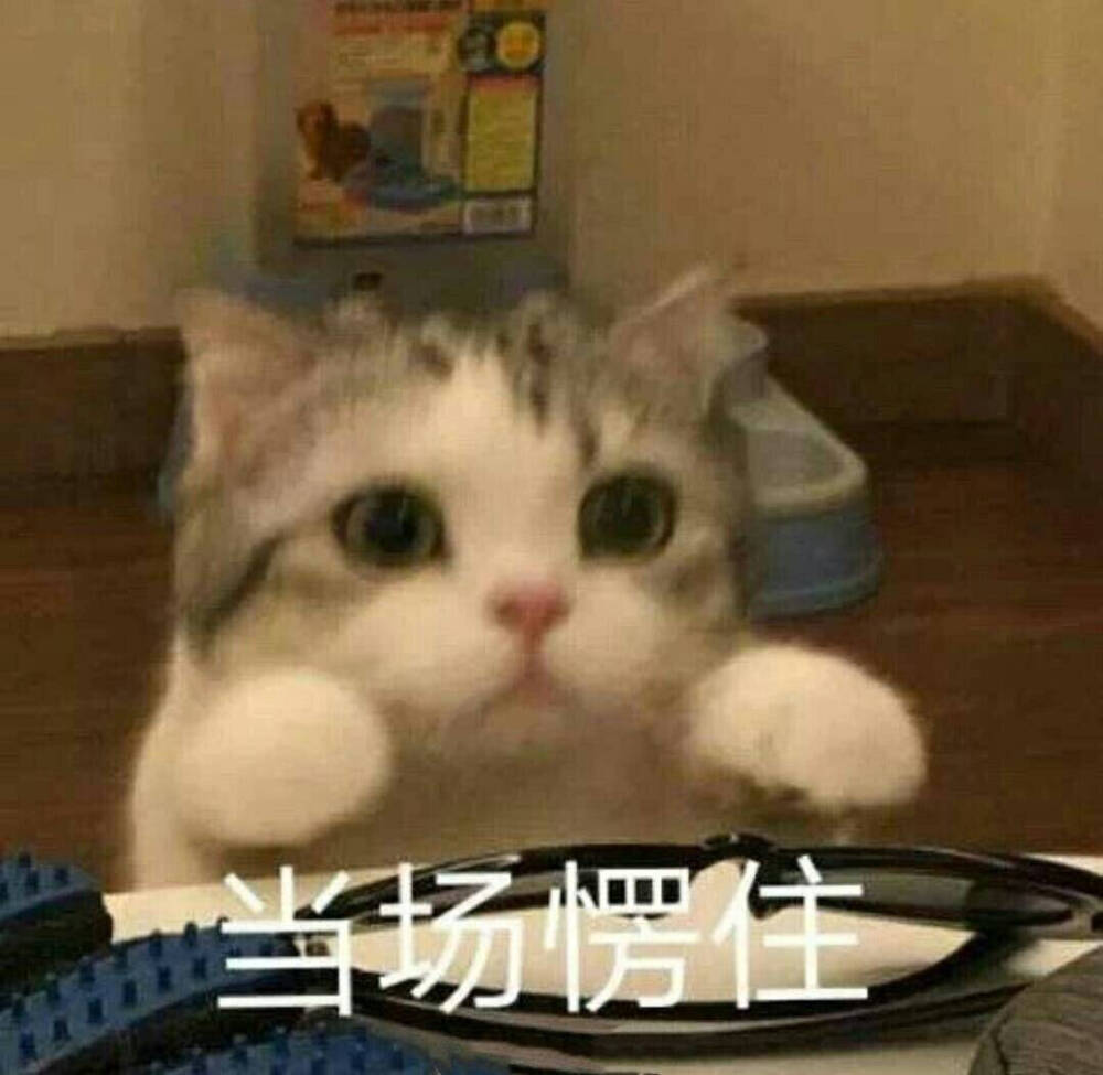 表情包 猫