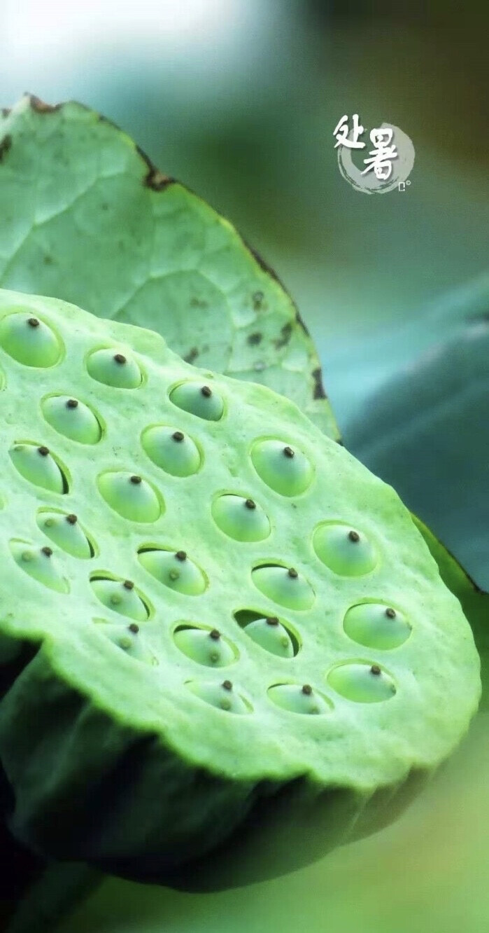 【中国节气：处暑】暑气渐止，天地始肃。疾风急雨，秋意初微。柚子润肺，莲子养心。露蝉声咽，闭窗藏扇，久眠难得。
《月令七十二候集解》：七月中，处，止也，暑气至此而止矣。