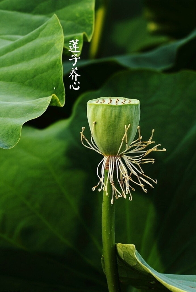 【中国节气：处暑】暑气渐止，天地始肃。疾风急雨，秋意初微。柚子润肺，莲子养心。露蝉声咽，闭窗藏扇，久眠难得。
《月令七十二候集解》：七月中，处，止也，暑气至此而止矣。