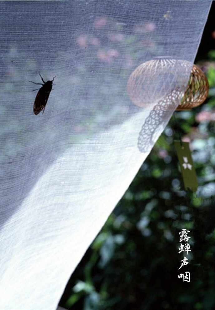 【中国节气：处暑】暑气渐止，天地始肃。疾风急雨，秋意初微。柚子润肺，莲子养心。露蝉声咽，闭窗藏扇，久眠难得。
《月令七十二候集解》：七月中，处，止也，暑气至此而止矣。