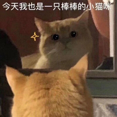 猫 表情包