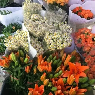 高清，未p。自取giao声