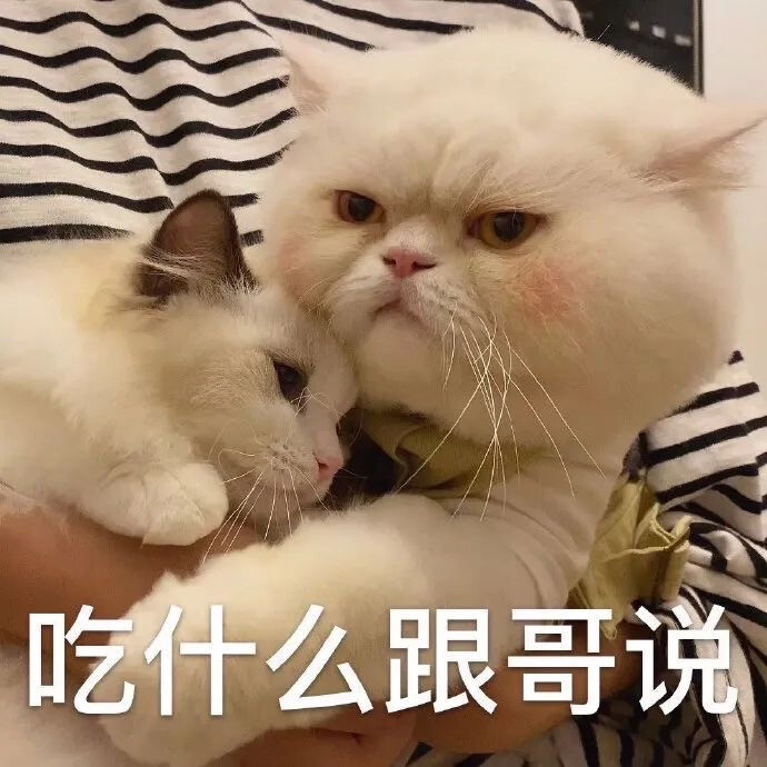 猫猫表情包 吃什么跟哥说