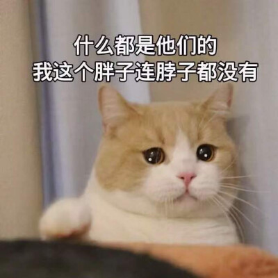 猫猫表情包 什么都是他们的 我一个胖子连脖子都没有