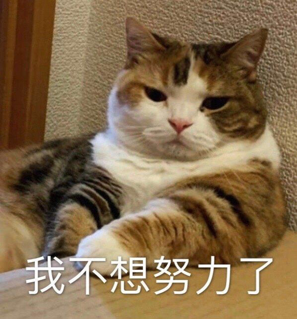 猫猫表情包我不想努力了