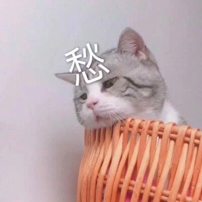 猫猫表情包 满脸写着愁