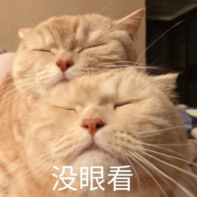 猫猫表情包 没眼看 两只猫都没眼看