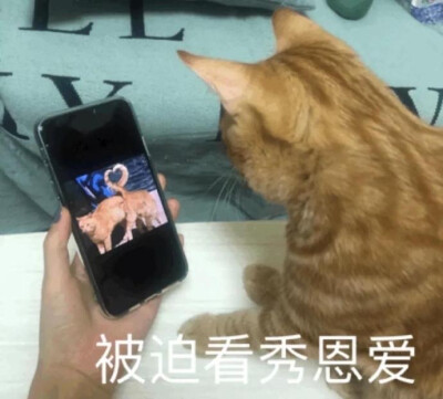 猫猫表情包 被迫看秀恩爱 七夕 情人节