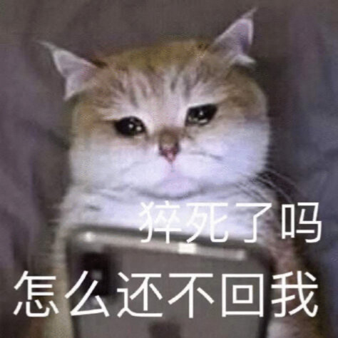 猫猫表情包 猝死了吗 怎么还不回我