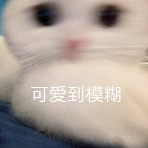 猫猫表情包  可爱到模糊