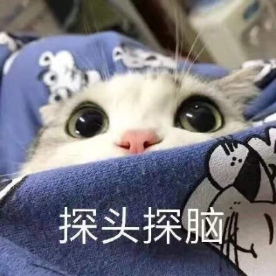 猫猫表情包 泡芙 探头探脑