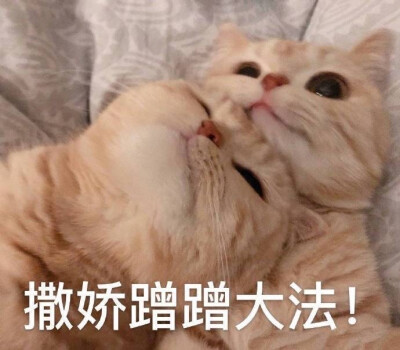 猫猫表情包 蹭蹭撒娇 萌女友必备