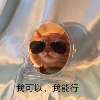 猫猫表情包 我可以 我能行 自信的猫咪最酷