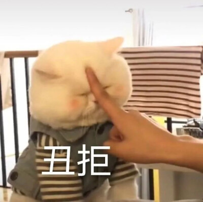 猫猫表情包 丑拒