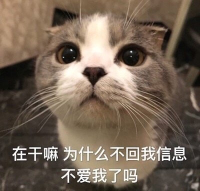 猫猫表情包 可怜兮兮 在干吗 为什么不回我信息 不爱我了吗