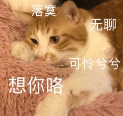猫猫表情包 落寞无聊可怜兮兮 想你