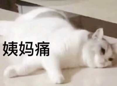 猫猫表情包 姨妈痛