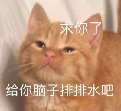 猫猫表情包 求你了 给你脑子排排水吧