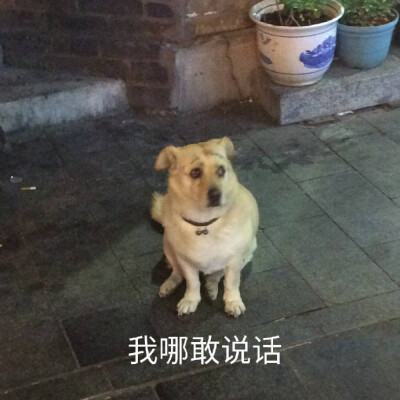 狗狗表情包 我哪敢说话